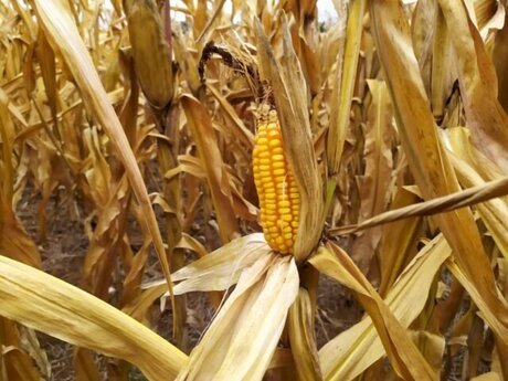 Dólar sobe e muda o rumo do milho no mercado