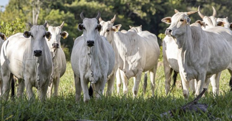 Zoetis participa do Curso Novos Enfoques na Produção e Reprodução de Bovinos