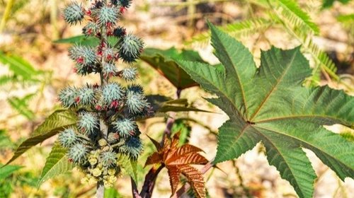 Cultura esquecida volta com força e chama atenção