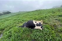 Intoxicação por nitrito associada ao acúmulo de nitrato em pastagem provoca morte de 48 vacas leiteiras no RS