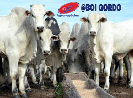 Cotações do boi gordo – 23/3/26