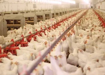 Mapa prorroga por 180 dias emergência zoossanitária por gripe aviária no Brasil