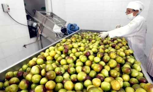 Agroindústria inicia 2026 com alta de 0,5%, puxada por alimentos e bebidas, diz FGVAgro