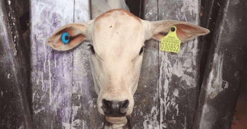 Adapec realiza primeiro curso técnico sobre rastreabilidade bovina no Tocantins