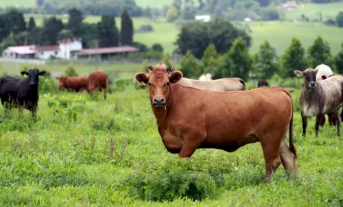 China confirma febre aftosa em milhares de bovinos