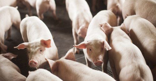 Carne suína atinge maior vantagem sobre a de boi em quatro anos