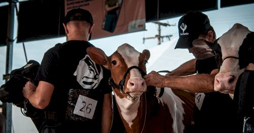 Inscrições para a Fenasul Expoleite vão até 30 de abril