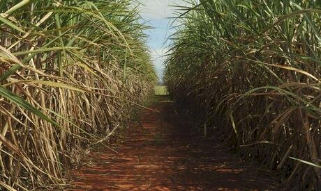 Menos açúcar, mais etanol: safra de cana muda perfil no Norte e Nordeste