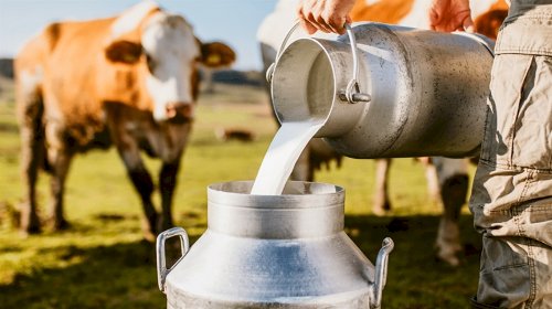 Leite em Goiás: aumento dos custos desafia a rentabilidade dos produtores