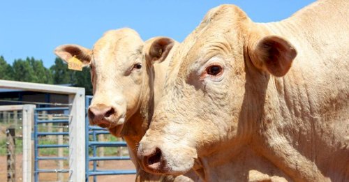 Canchim recebe certificação para carne premium produzida em rebanhos leiteiros