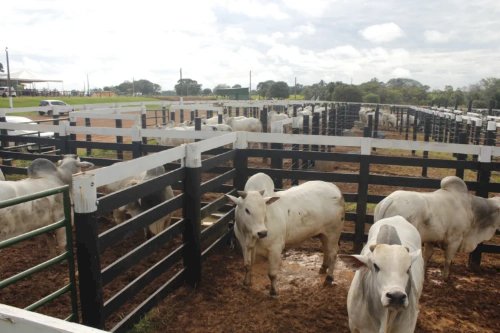 Após anos fora do foco, pecuária volta ao centro da Agrotins 2026