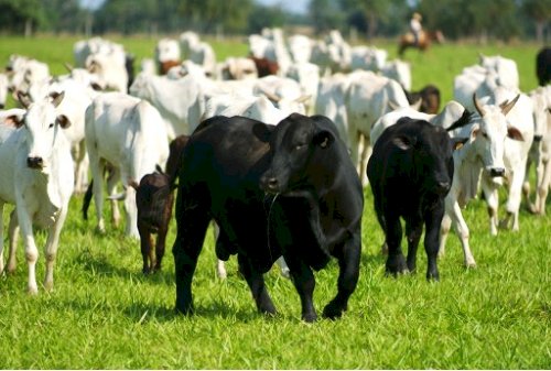 Tocantins muda calendário da declaração pecuária e promete mais eficiência no atendimento