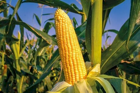 Milho brasileiro pode perder espaço no exterior?