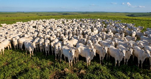MT: campanha de atualização de estoque de rebanhos começa sexta-feira, 1º de maio