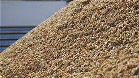 Pepro do arroz vende 103 mil toneladas em leilão