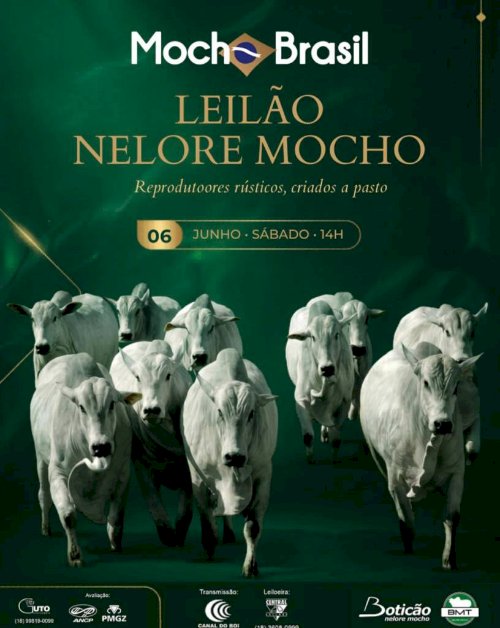 LEILÃO VIRTUAL NELORE MOCHO