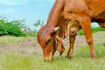 Prova Brasileira de Produção de Leite a Pasto do Zebu Leiteiro realiza premiação no CTZL