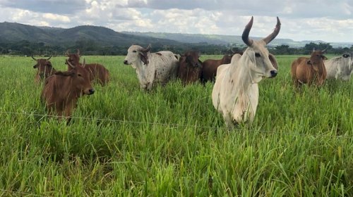 Açúcar sobe com menor foco na produção