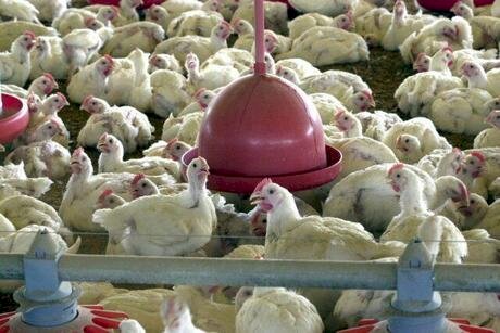 Frango: mercado nacional encerrou abril/26 com alta nas cotações de todos os produtos