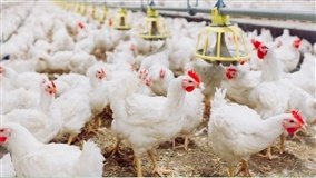 Indústria avícola mantém rígidos padrões de biosseguridade