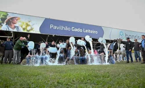 Vaca campeã impressiona com alta produção de leite em concurso no RS