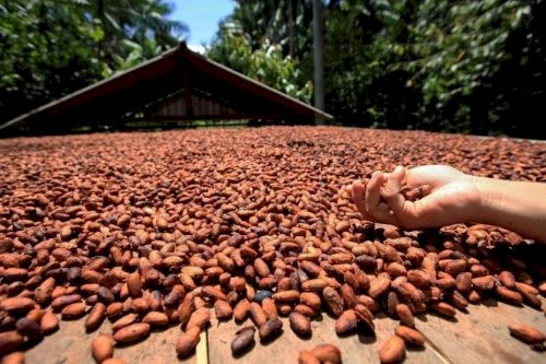 Novas regras do chocolate geram disputa entre produtores de cacau e indústrias