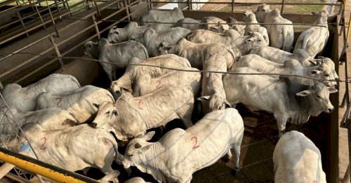 Operação contra furto de gado investiga desvio de 30 cabeças de gado para leilões