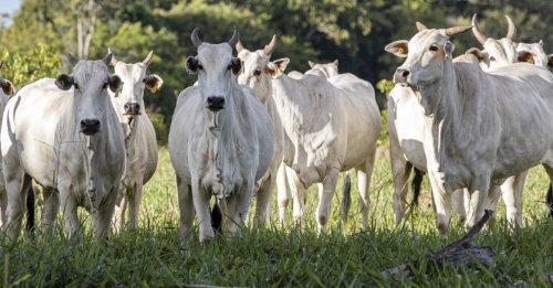 Araguaína recebe circuito técnico da Datagro voltado ao mercado do boi e gestão de risco