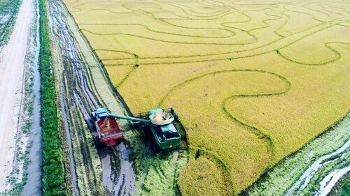 RS: arroz registra produtividade acima do esperado