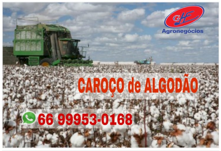 Frente fria ameniza calor em Mato Grosso, mas avanço do bicudo preocupa produtores de algodão