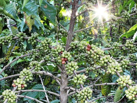 Chuvas preocupam colheita do café