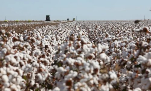Dia do Jeans: por trás da peça mais democrática do mundo, um gigante do agro