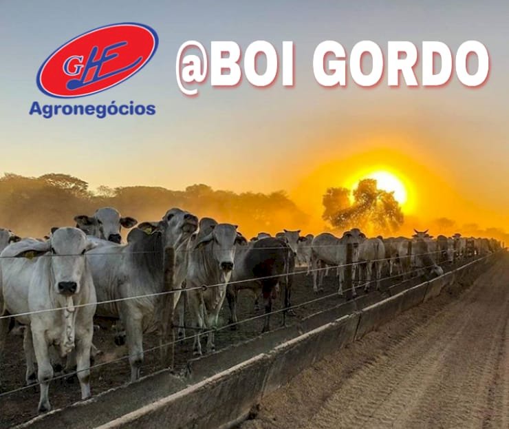 Quem investir no confinamento este ano vai ganhar dinheiro?