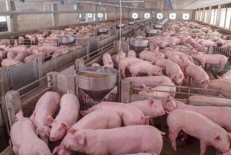 Carne suína atinge competitividade histórica frente à bovina, diz Cepea