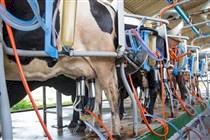 Como uma cidade cearense passou de 3 milhões para 35 milhões de litros de leite produzidos por ano?