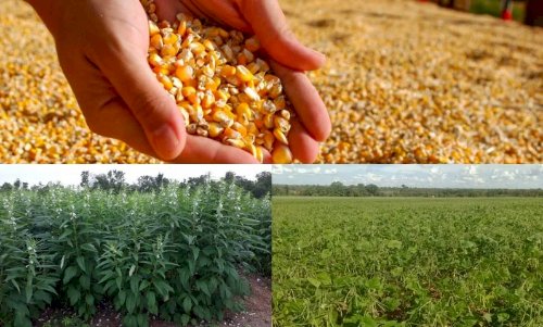 Tocantins consolida diversificação agrícola com avanço das culturas de segunda safra