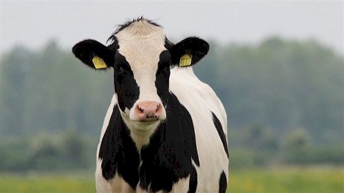 BOI: Exportações de carne bovina atingem recorde