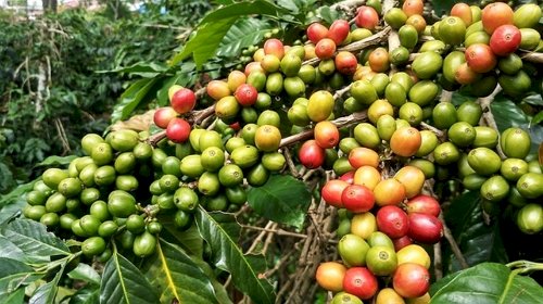 Como reduzir grãos verdes na colheita do café