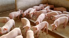 Frio exige maior atenção no manejo de suínos