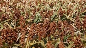 Sorgo rouba a cena em feira do agronegócio