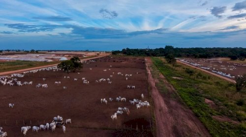 Pecuaristas ampliam uso dos boitéis para acelerar a engorda; entenda