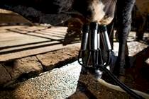 Verticalização e bem-estar animal ganham espaço nos laticínios brasileiros