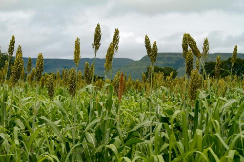 Clima seco reduz potencial produtivo do sorgo e força revisão da safra