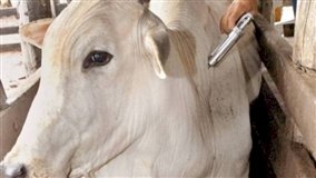 RS é único estado a ter seguro para todo o rebanho bovino