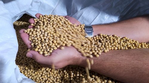 Preço do óleo de soja despenca no exterior e muda o jogo para o agro