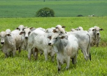 CNA mapeia custos da pecuária de corte no Tocantins e aponta desafios de rentabilidade na produção