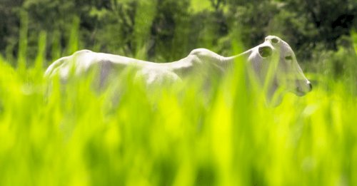 Área destinada à produção de sementes de ruziziensis despenca 54,7% no Brasil