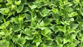 Brasil amplia área de soja sustentável em 2025
