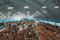 Raças Holandesa e Jersey abrem inscrições de animais para o Agroleite 2026