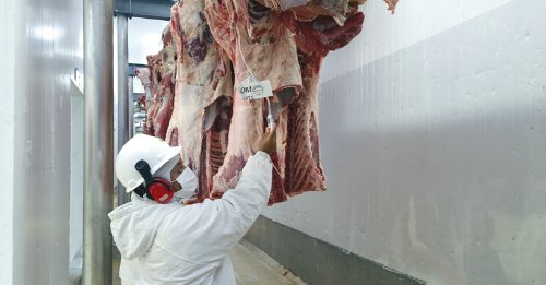 Frigoríficos fecham a semana com escalas de abate confortáveis, aponta Agrifatto